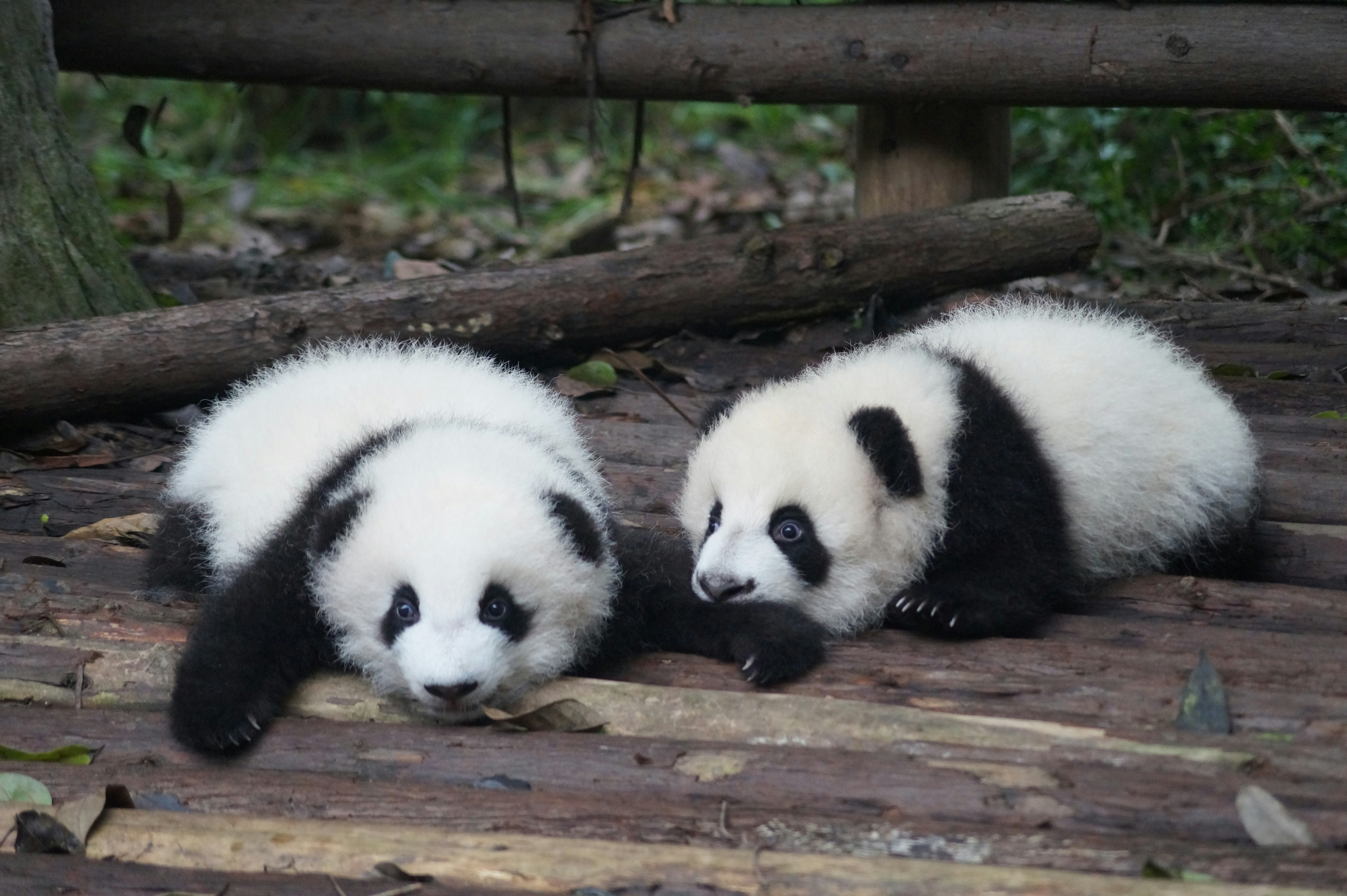 Two young pandas resting on wooden logs in China